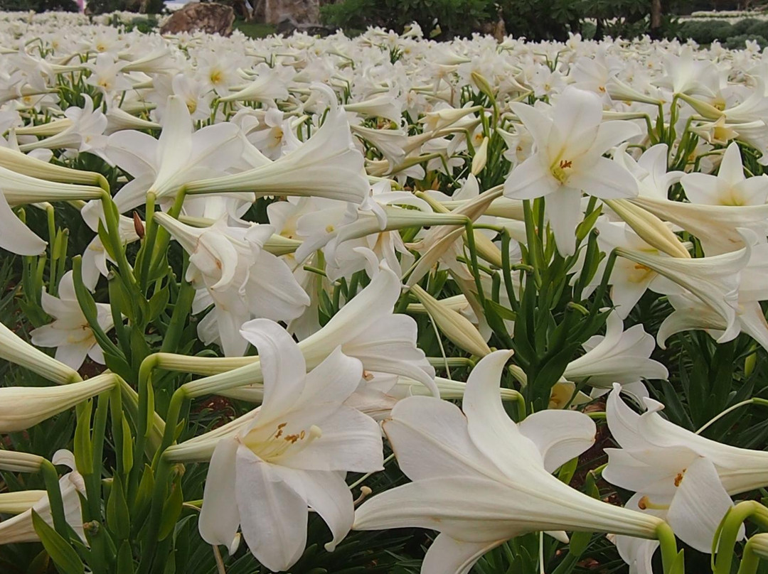 Lily Field Park-伊江村必去景点