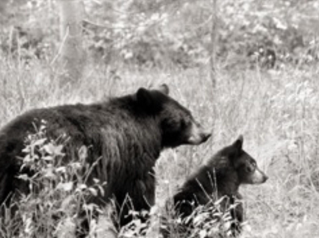 The Brookover Gallery-杰克逊必去景点