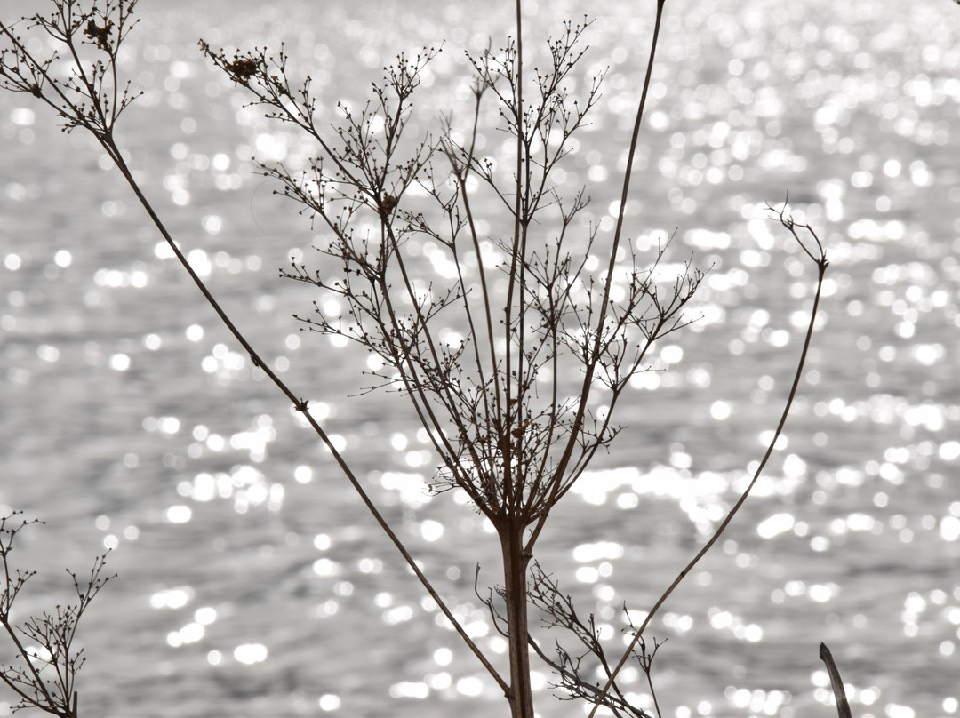 Lake Wohlen-Wohlen必去景点