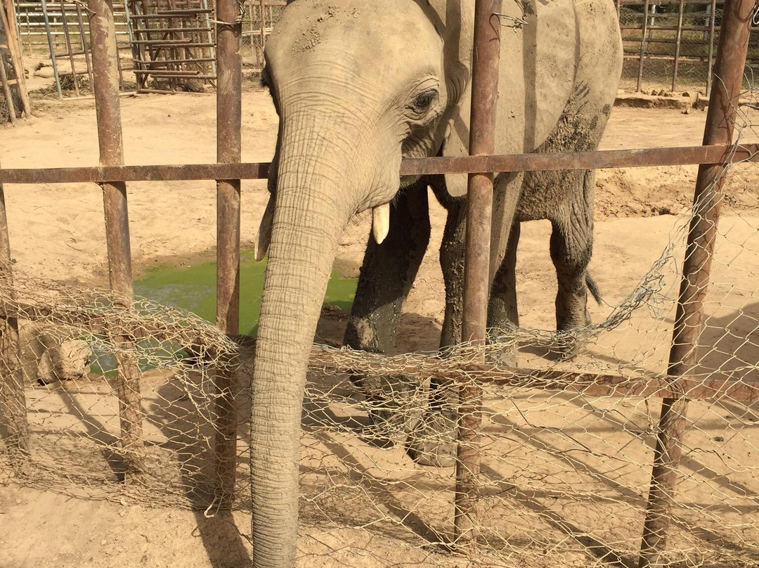 Parc Animalier景点图片