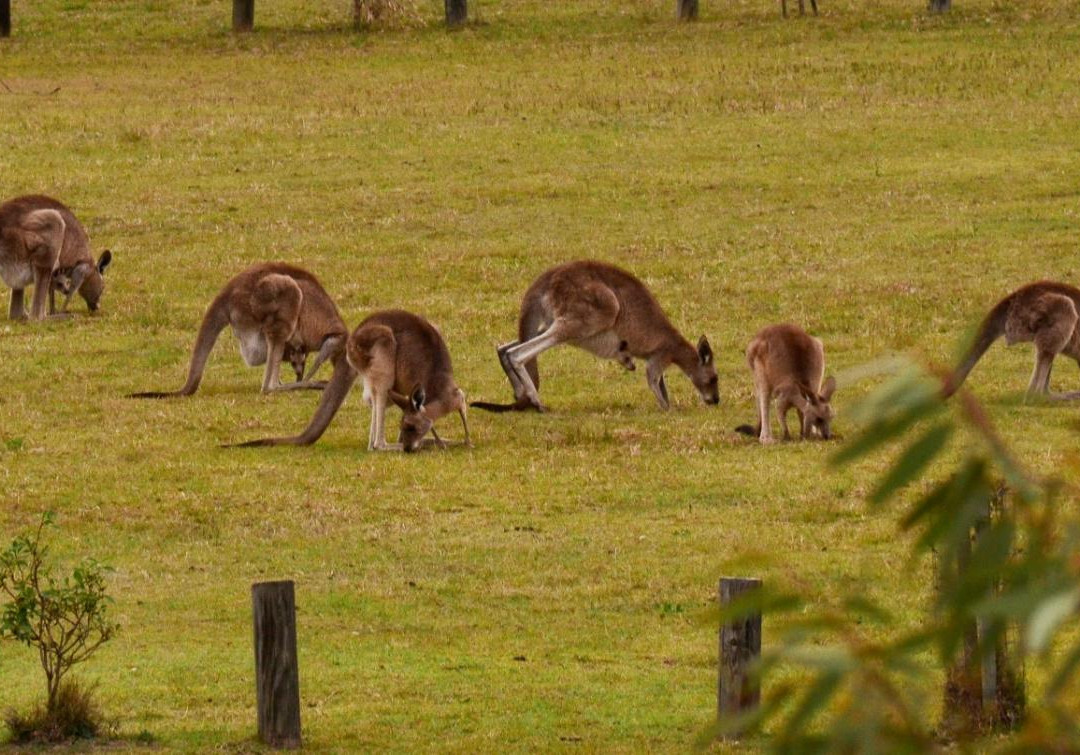 Lake Cressbrook-Crows Nest必去景点