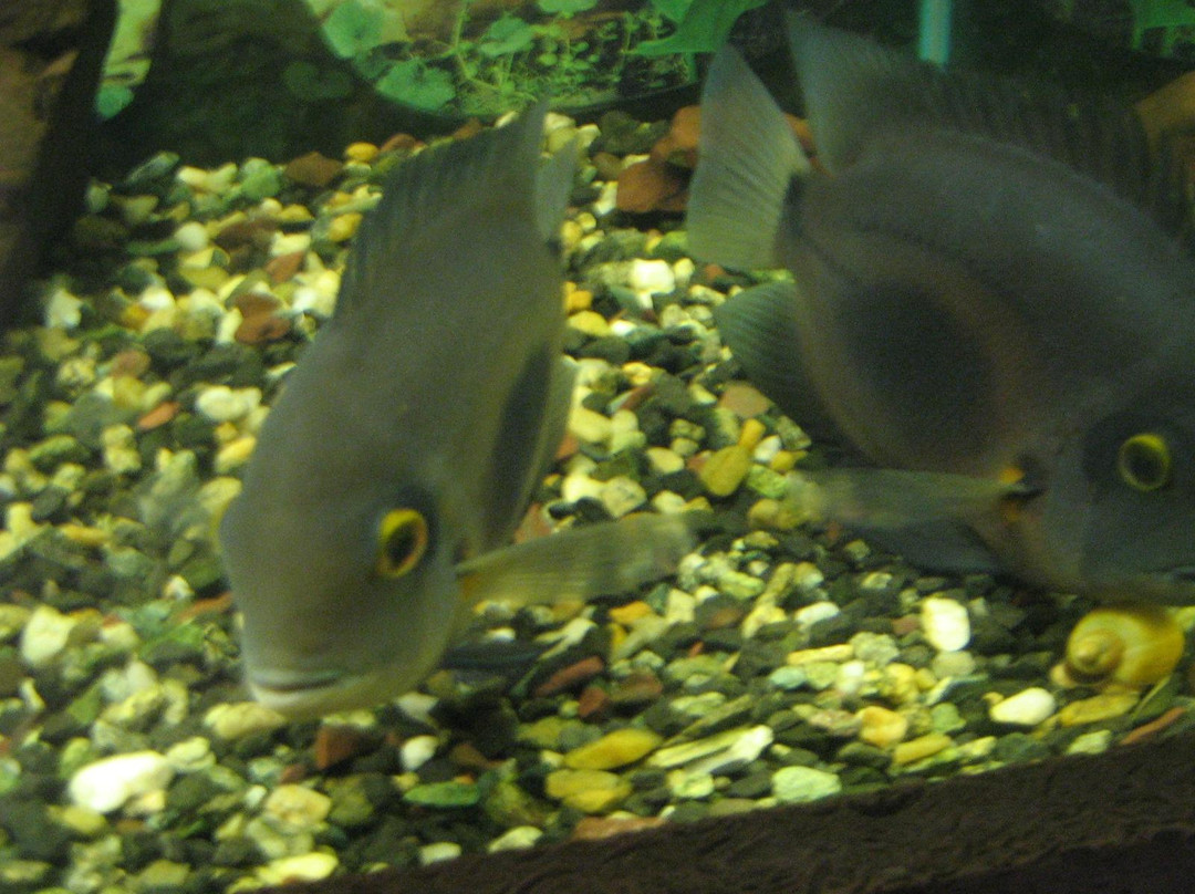 Aquarium Exhibit Hall-车里雅宾斯克必去景点