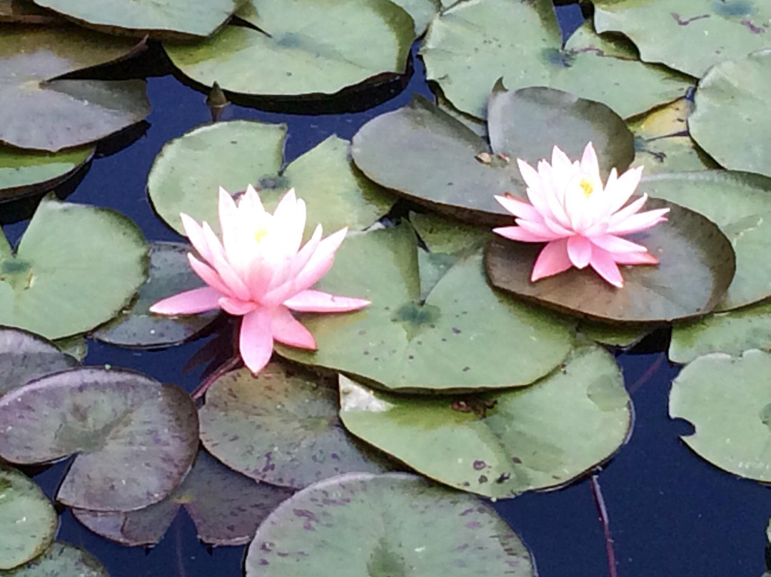Schnormeier Gardens-Gambier必去景点
