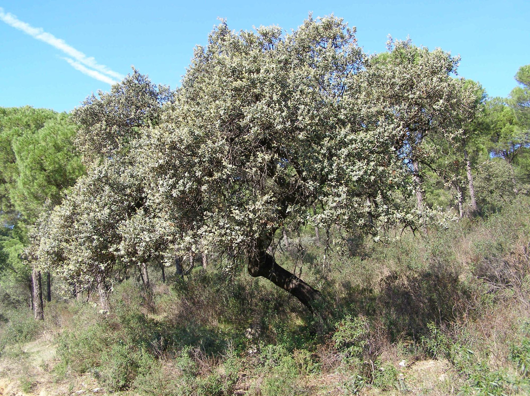 Parque Natural Cardena Montoro景点图片
