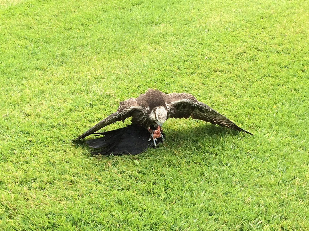The Hawk Garden景点图片