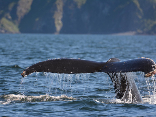 Helios Sea Tours-Kodiak必去景点