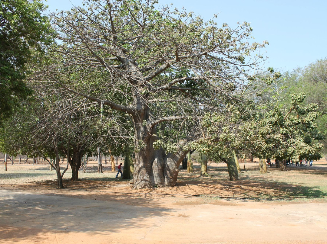 Jardin Botanico de Maracaibo景点图片
