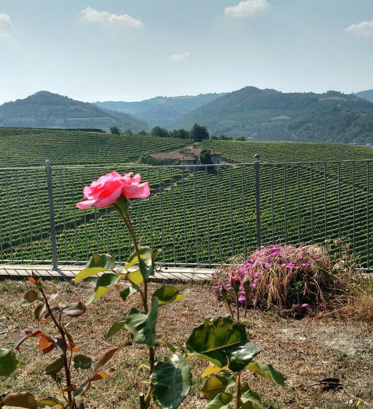 Azienda Agricola Bricco Maiolica景点图片