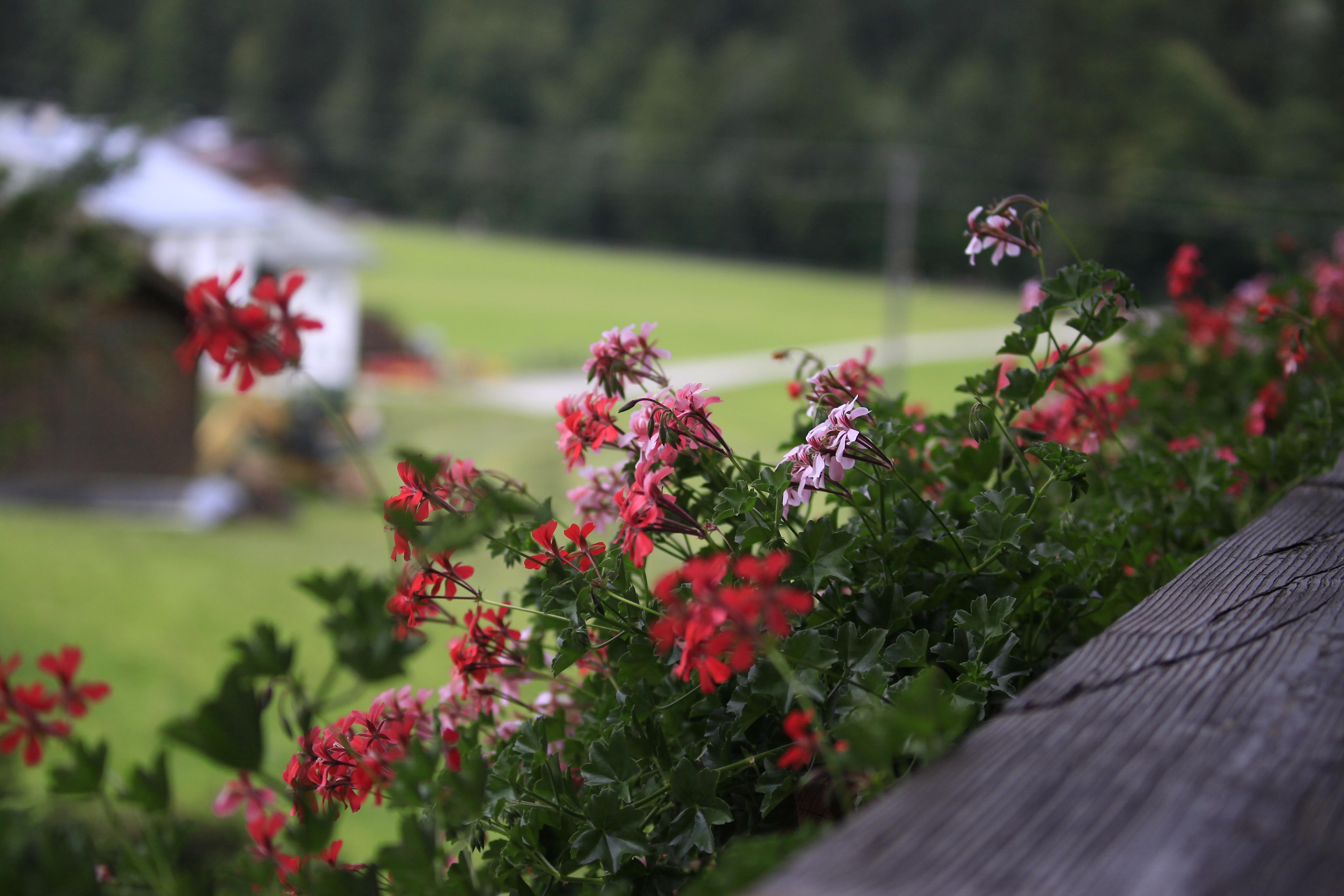 Gastehaus Hirscheck-酒店景观