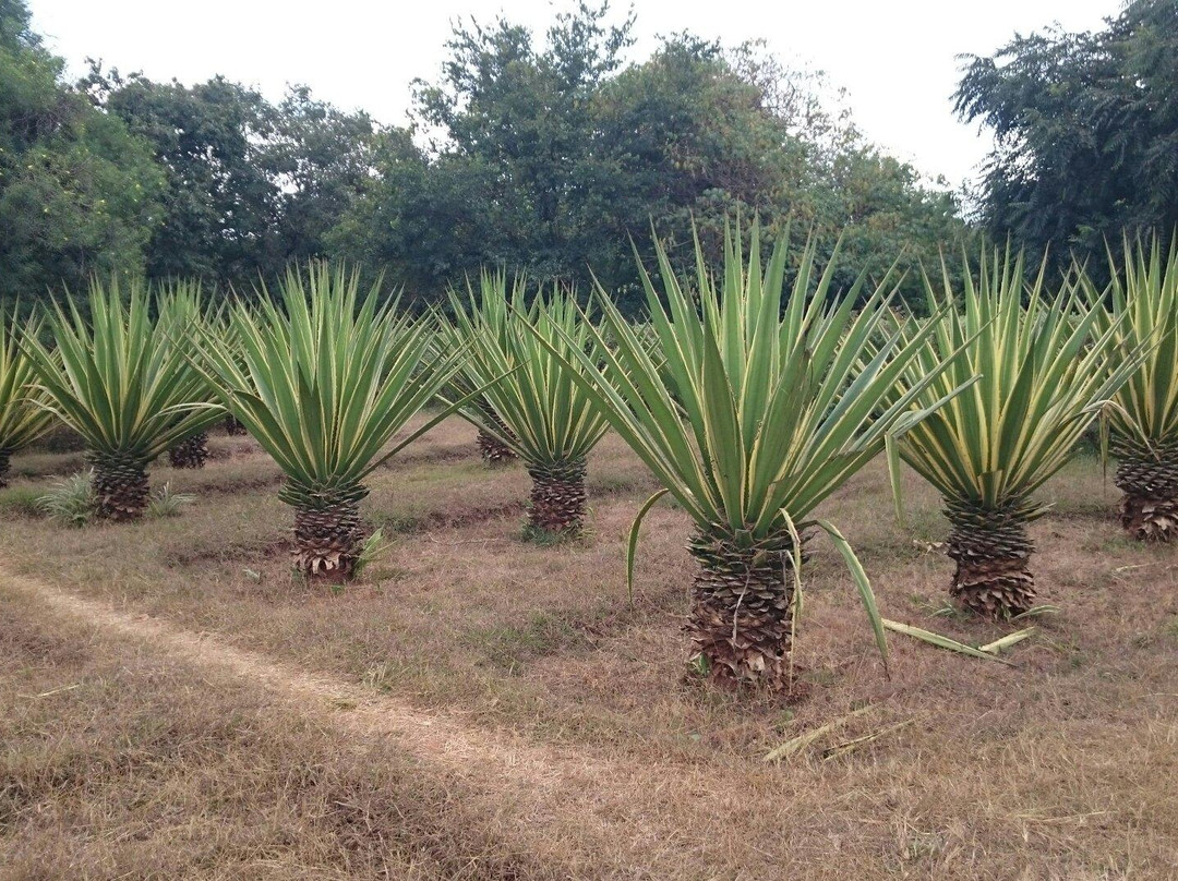National Herbarium And Botanic Gardens Of Malawi-里朗威必去景点