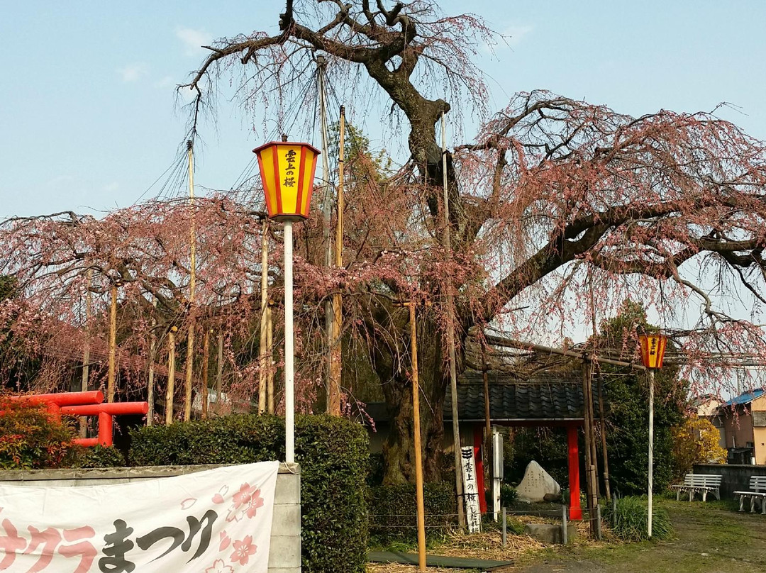 Unjo No Sakura-池田町必去景点