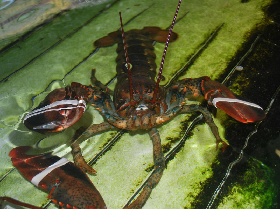 Wards Seafood Market-克利尔沃特必去景点