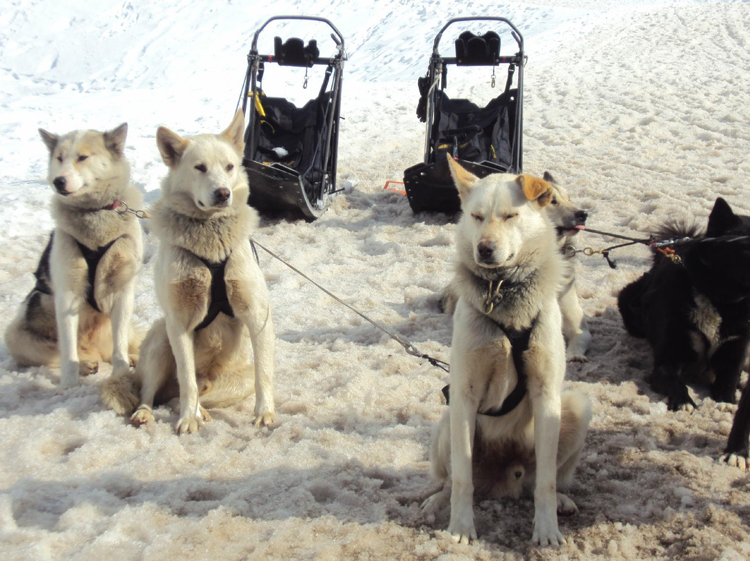 Chiens de Traîneaux-Macot-la-Plagne必去景点