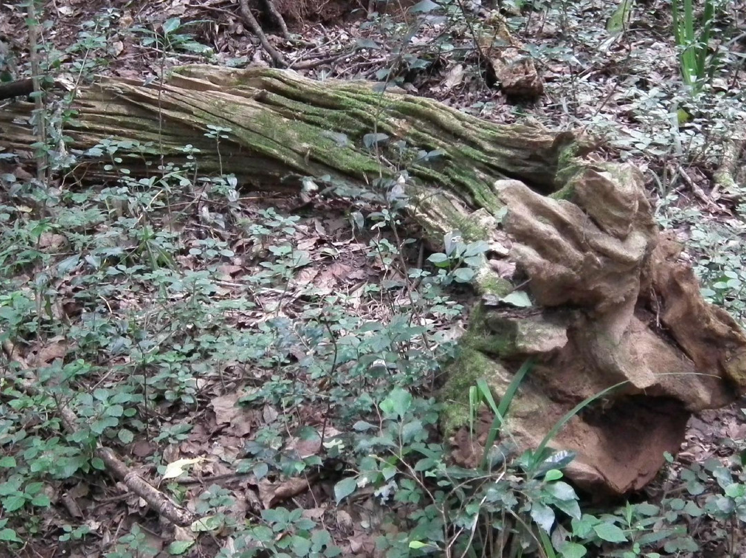 Kologha Forest Reserve-Stutterheim必去景点