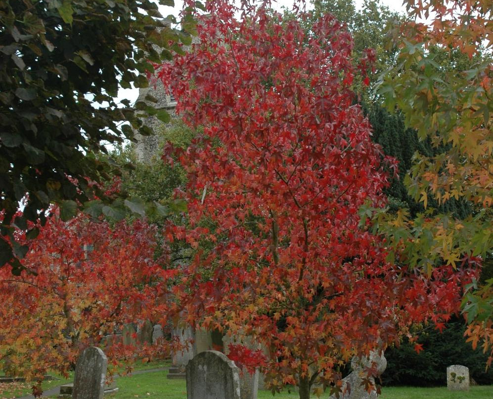 St Dunstan's Church景点图片