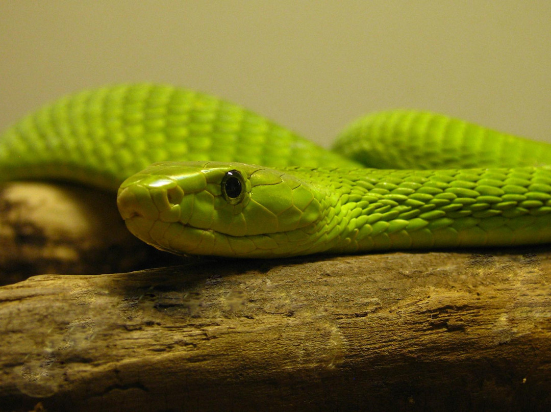 Kentucky Reptile Zoo-Slade必去景点