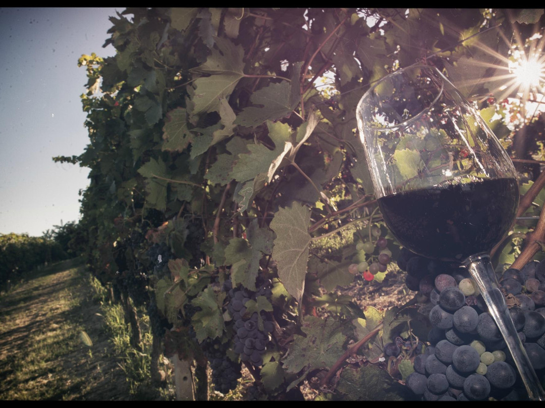 Cantina Sant'Evasio-Nizza Monferrato必去景点