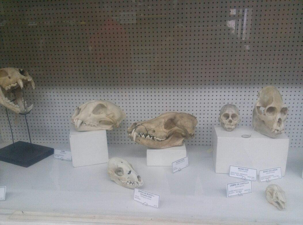 Museo de Ciencia Natural-圣拉斐尔必去景点