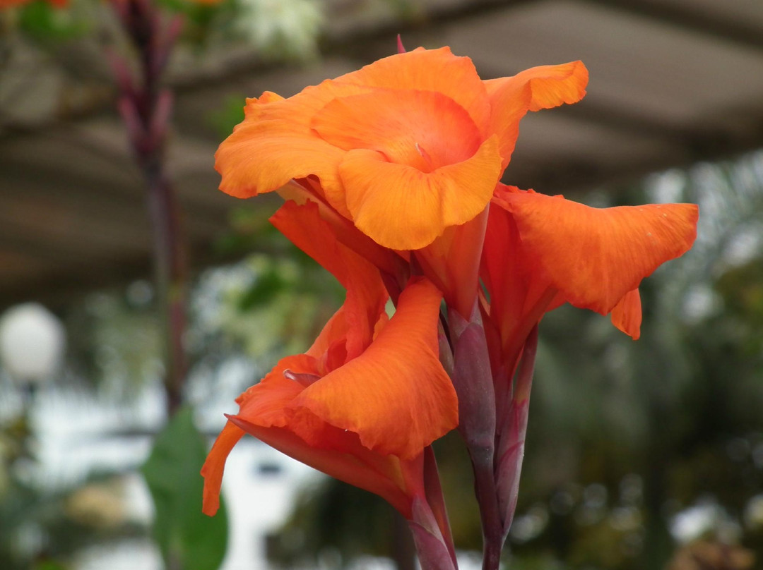 Santa Maria Travel- Day Tours-Chachapoyas必去景点