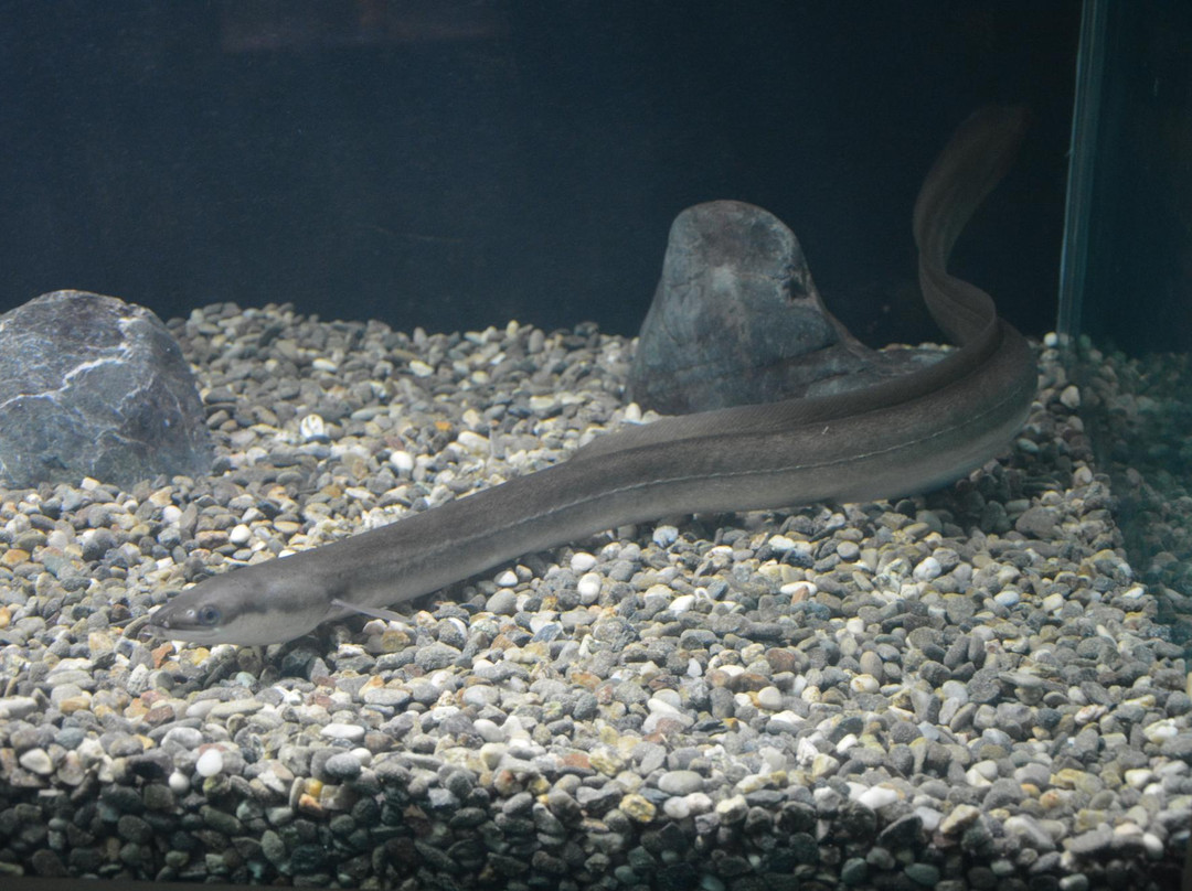 Kastoria Aquarium景点图片