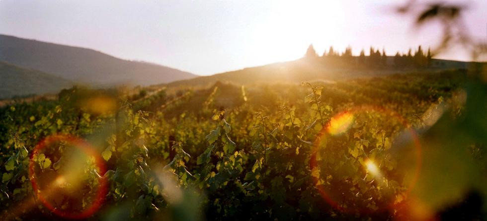 Shiloh Winery-Shilo必去景点