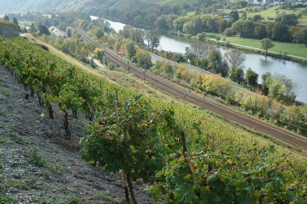 Weingut Koenig Johann主图