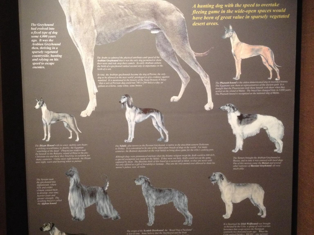 Greyhound Hall of Fame-Abilene必去景点