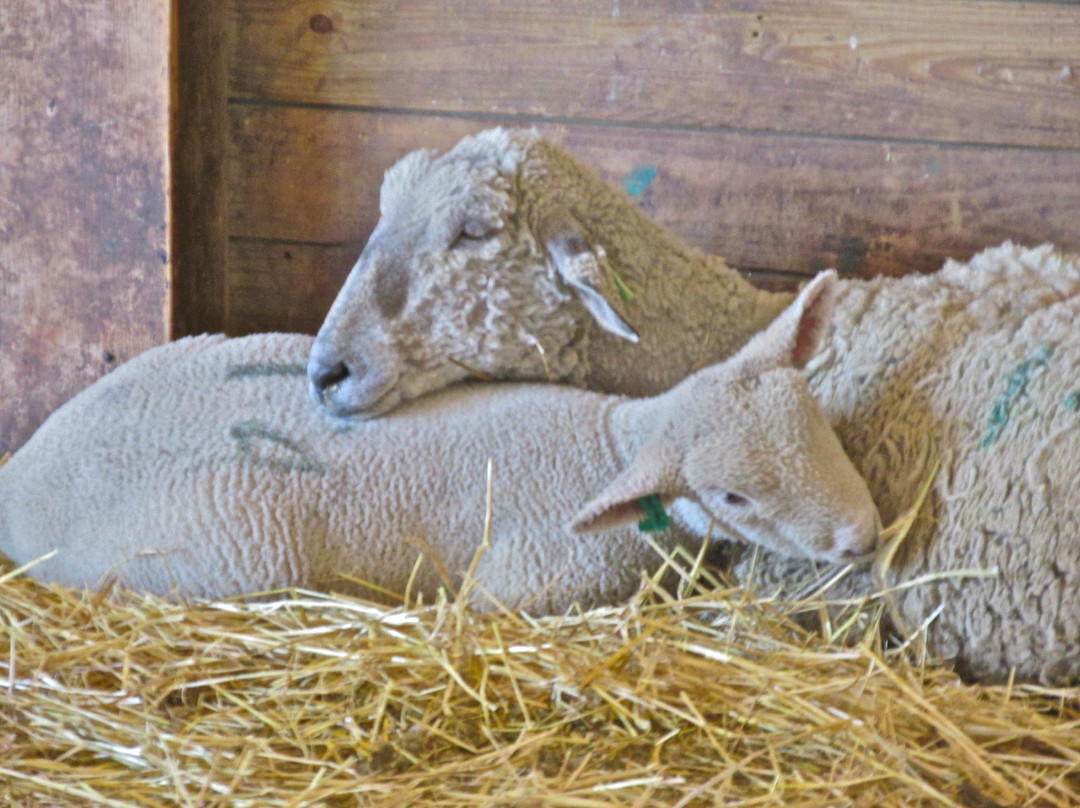 Kline Creek Farm-West Chicago必去景点