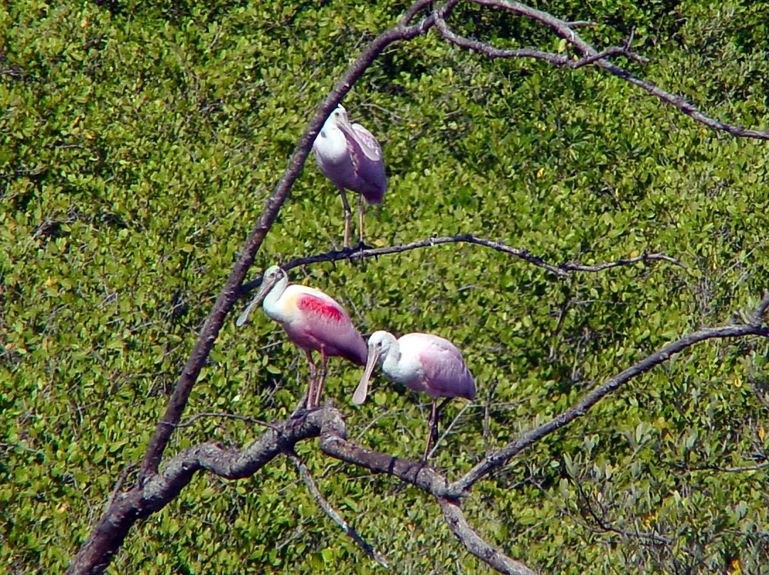 Sun Line Cruises-塔彭斯普林斯必去景点