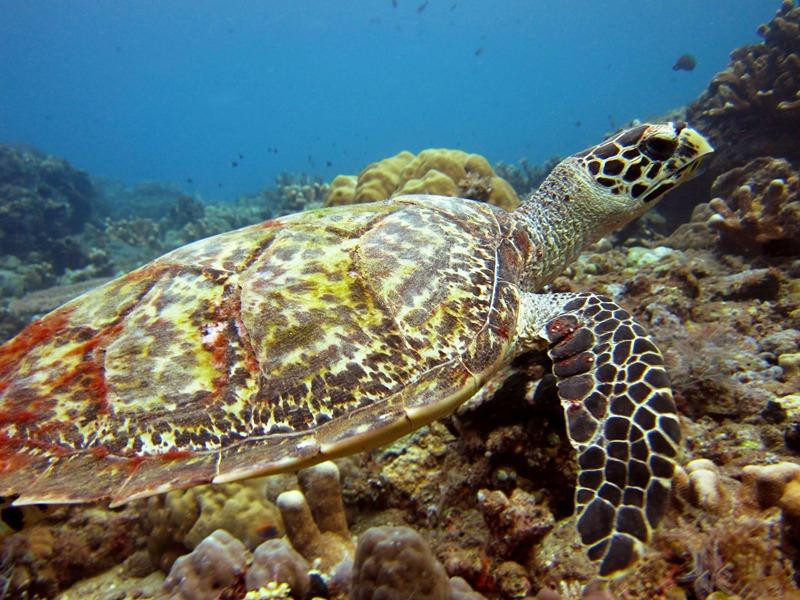 Diving Indo景点图片