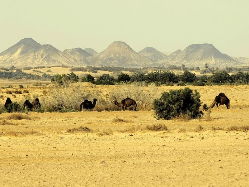 Bahrya Oasis-吉萨必去景点
