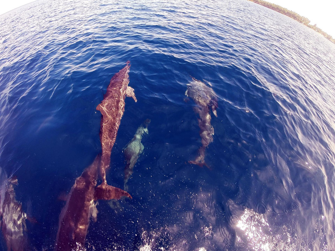 Dive Club Laamu-拉姆环礁必去景点