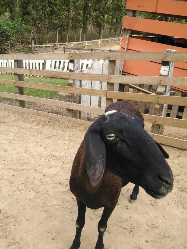 Bicho Mania-Cotia必去景点