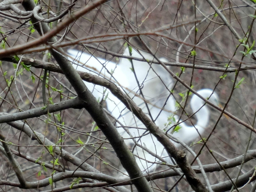 Tensas River National Wildlife Refuge景点图片