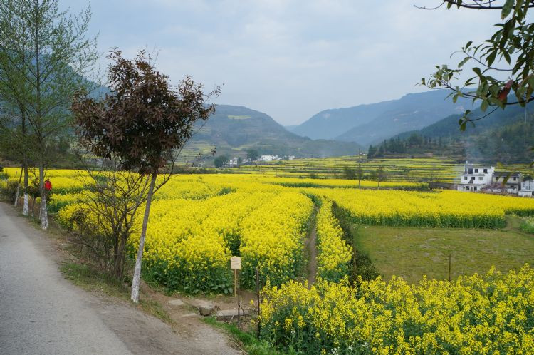 江岭梯田风光-婺源县必去景点