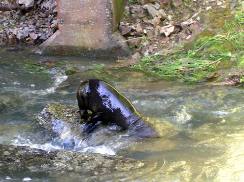 奥豪溪畔漫步之旅-Kaikoura必去景点