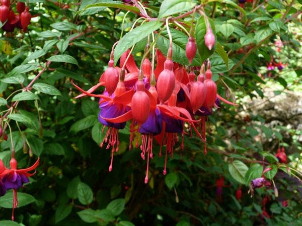 Glenfalloch Gardens-但尼丁必去景点