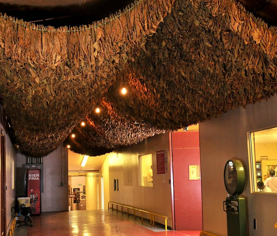 La Aurora Cigar Factory-圣地亚哥必去景点