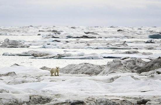弗兰格尔岛自然保护区