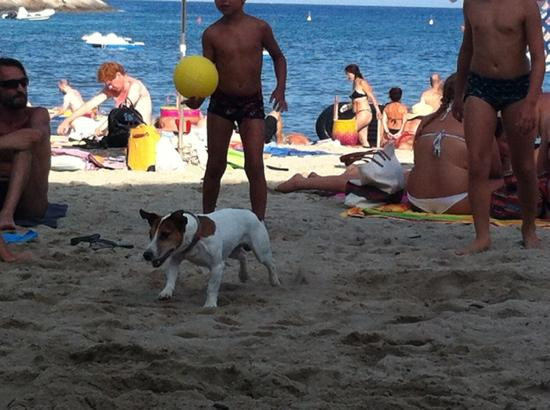 Spiaggia di Fetovaia景点图片