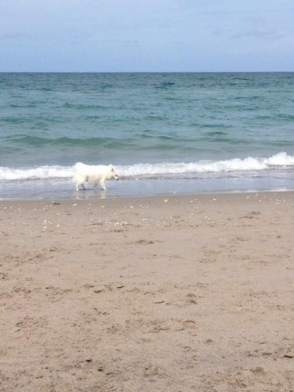 Jupiter Dog Beach-朱庇特必去景点