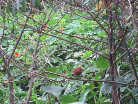 内罗毕国家博物馆-内罗毕必去景点