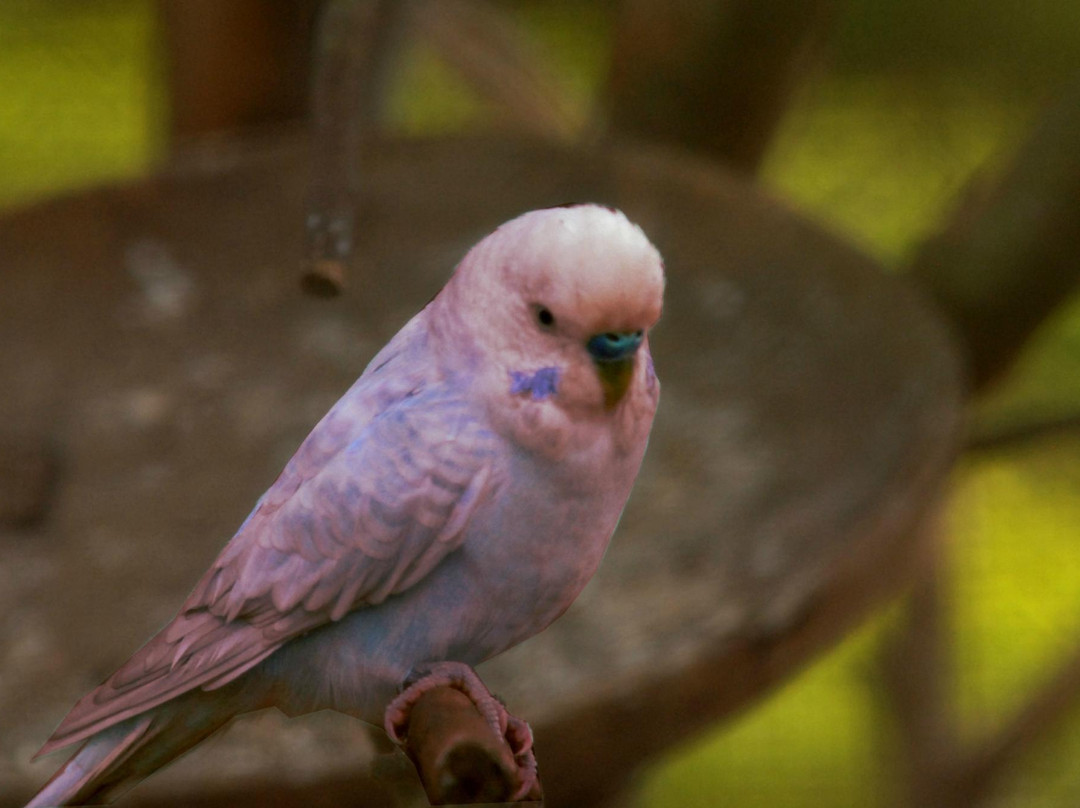 Panagbenga Park-碧瑶必去景点