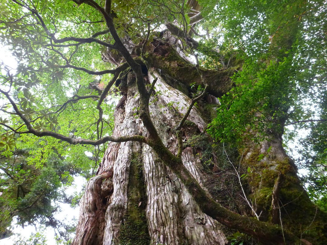 Kigensugi Cedar景点图片