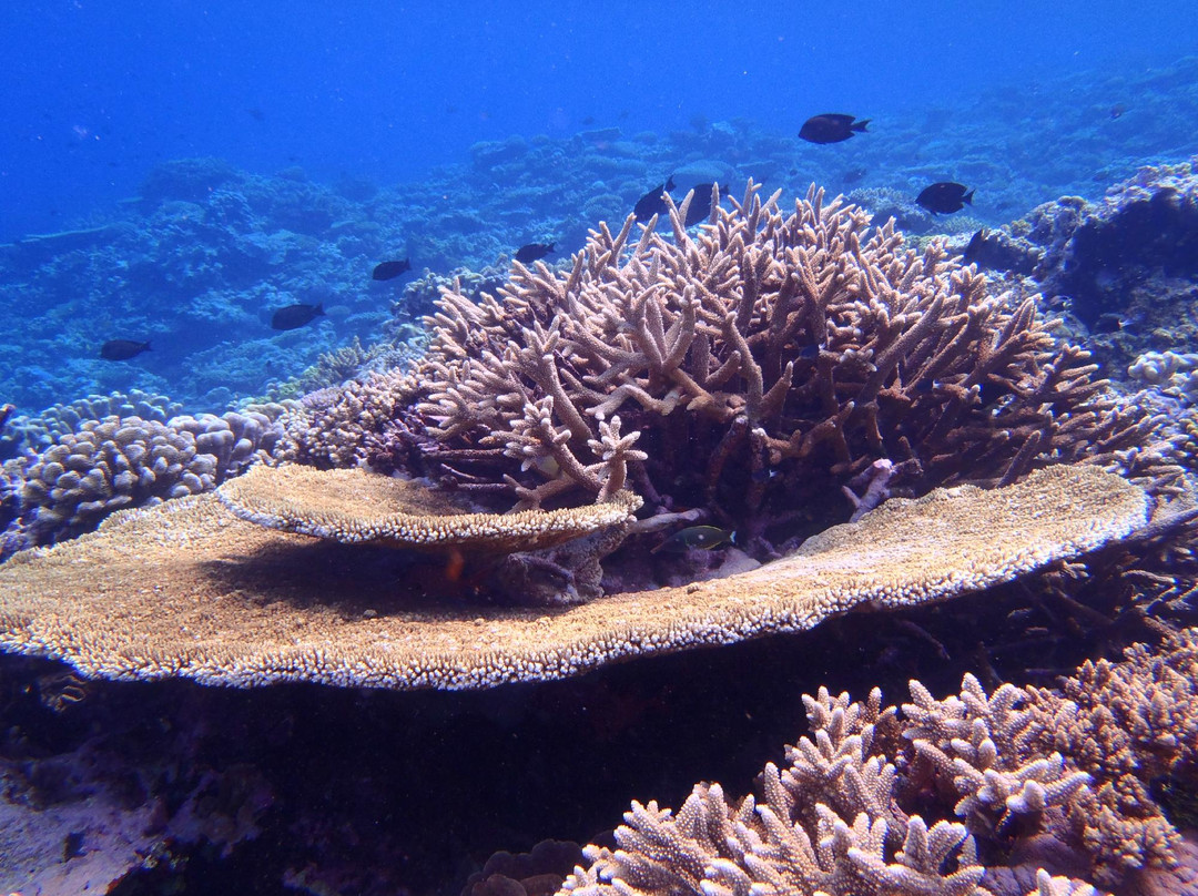 Hakau Adventures Day Cruises-Neiafu必去景点