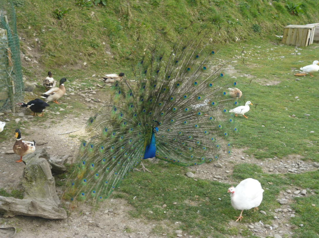 Dingle Wildlife & Seal Sanctuary-Lispole必去景点