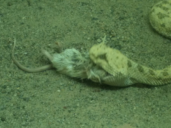 American International Rattlesnake Museum-阿尔伯克基必去景点