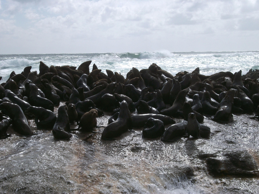 Duiker Island-木湾必去景点