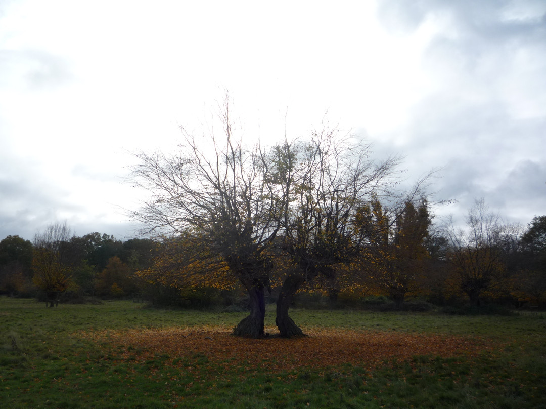 Hatfield Forest Nature Reserve景点图片