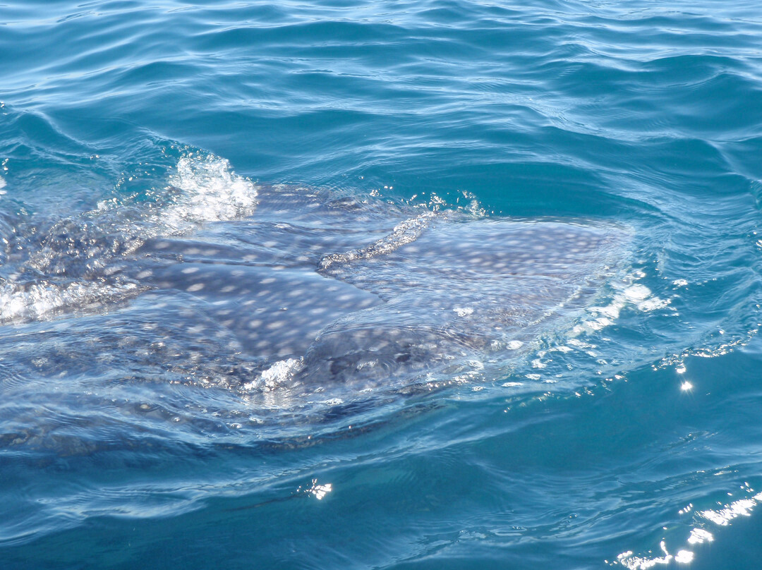 Cabo Expeditions-卡波圣卢卡斯必去景点